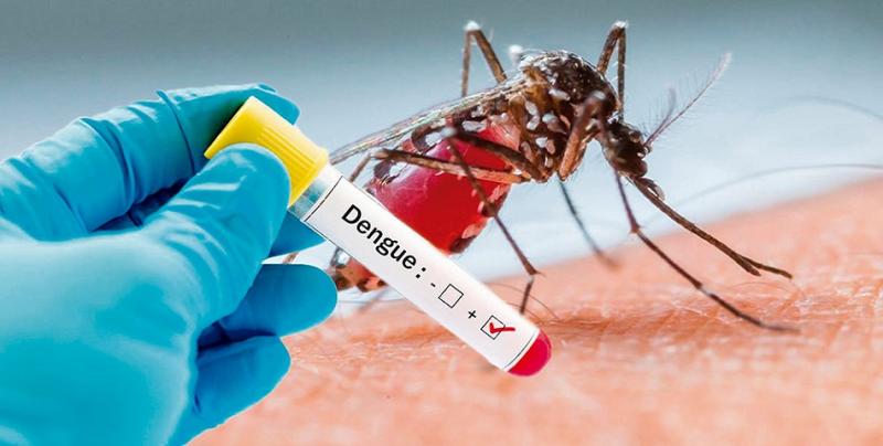 Dengue: os mosquitos esto soltos! 